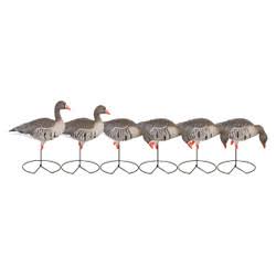Full-Body Specklebelly Decoy Pack Y4892