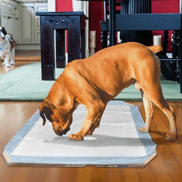 Dog Pad Holder Portable Tray V770