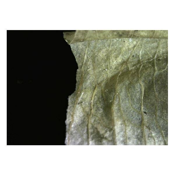 HDMI Digital Microscope A793