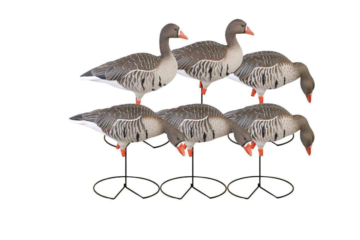 Full-Body Specklebelly Decoy Pack Y4892