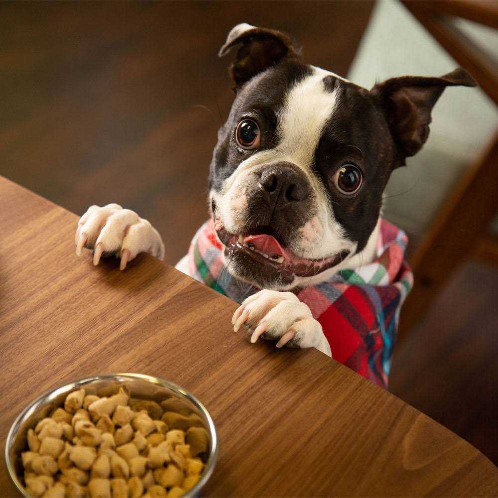 Freeze Dried Raw Nature's Blend Small Breed Dog Food K8254