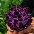 Large Natural Amethyst Crystal Cluster 500-600g O51239