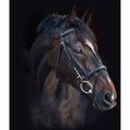 Black Standard Horse Bridle with Reins F81269