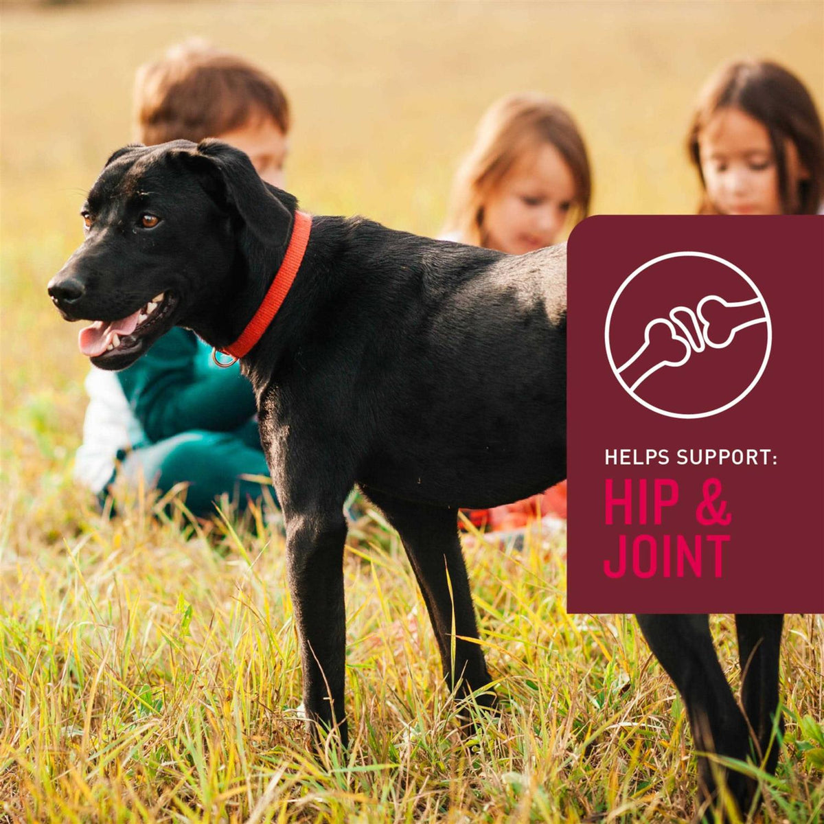 Soft Chews for Dogs K766