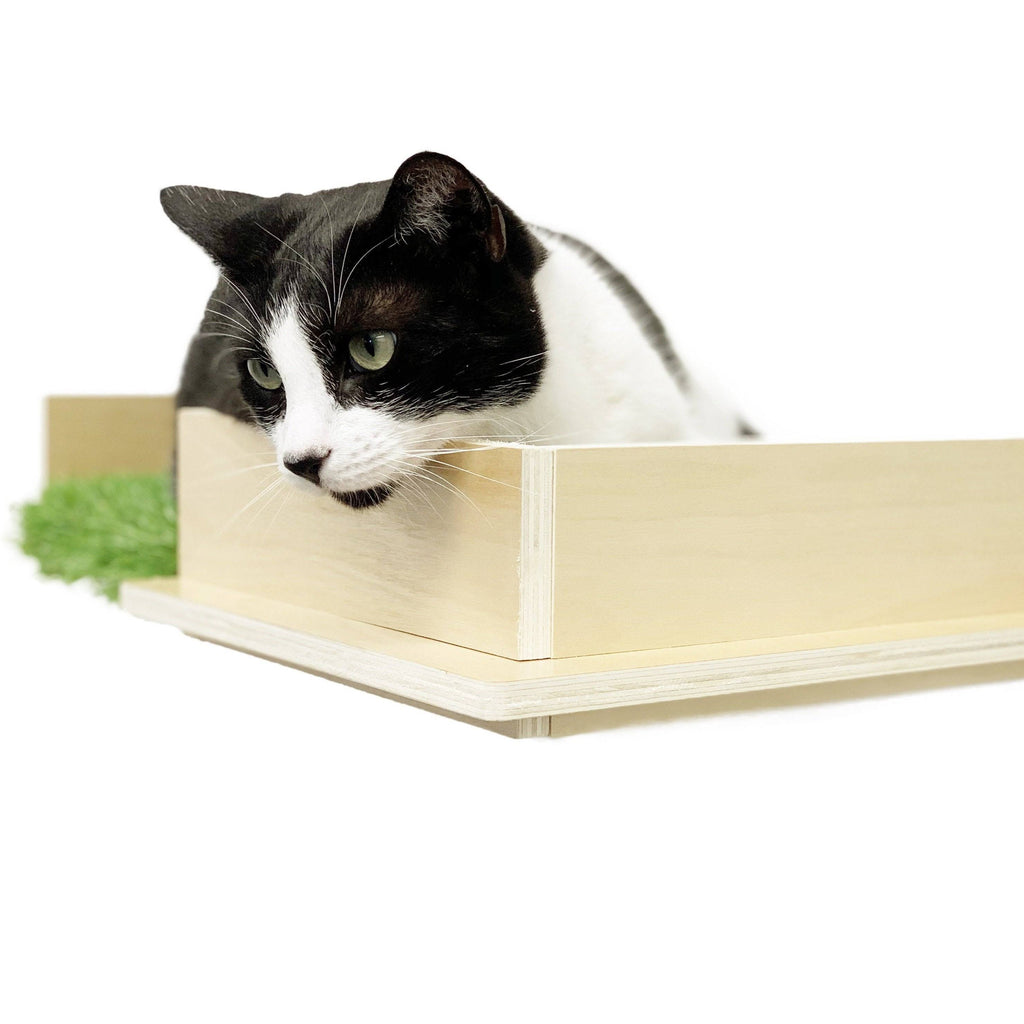 Cat Canopy Wall Shelves, 2 Count O102286