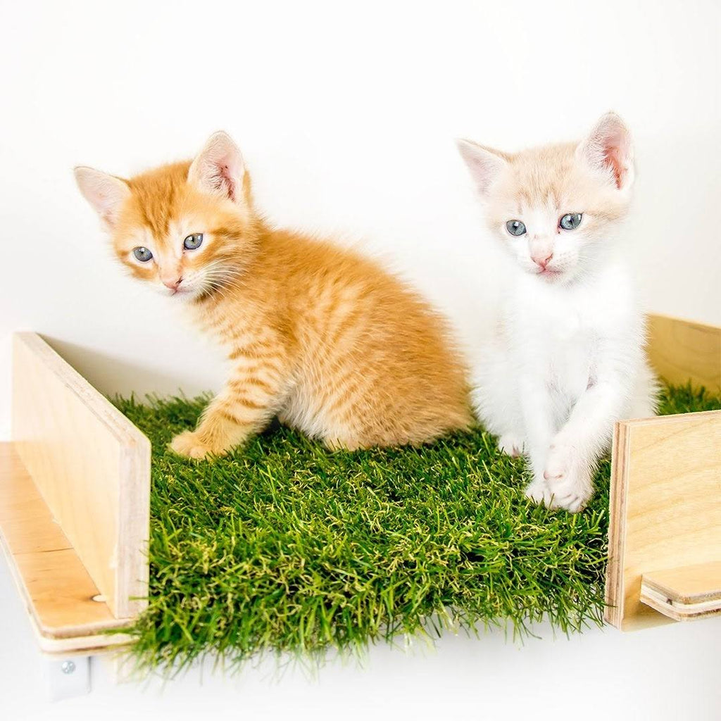 Cat Canopy Wall Shelves, 2 Count O102286