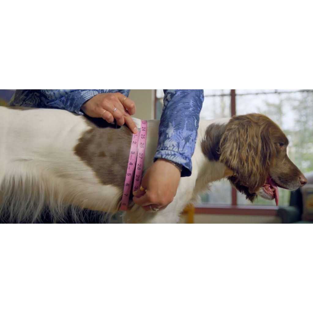 Dog Harness P992759