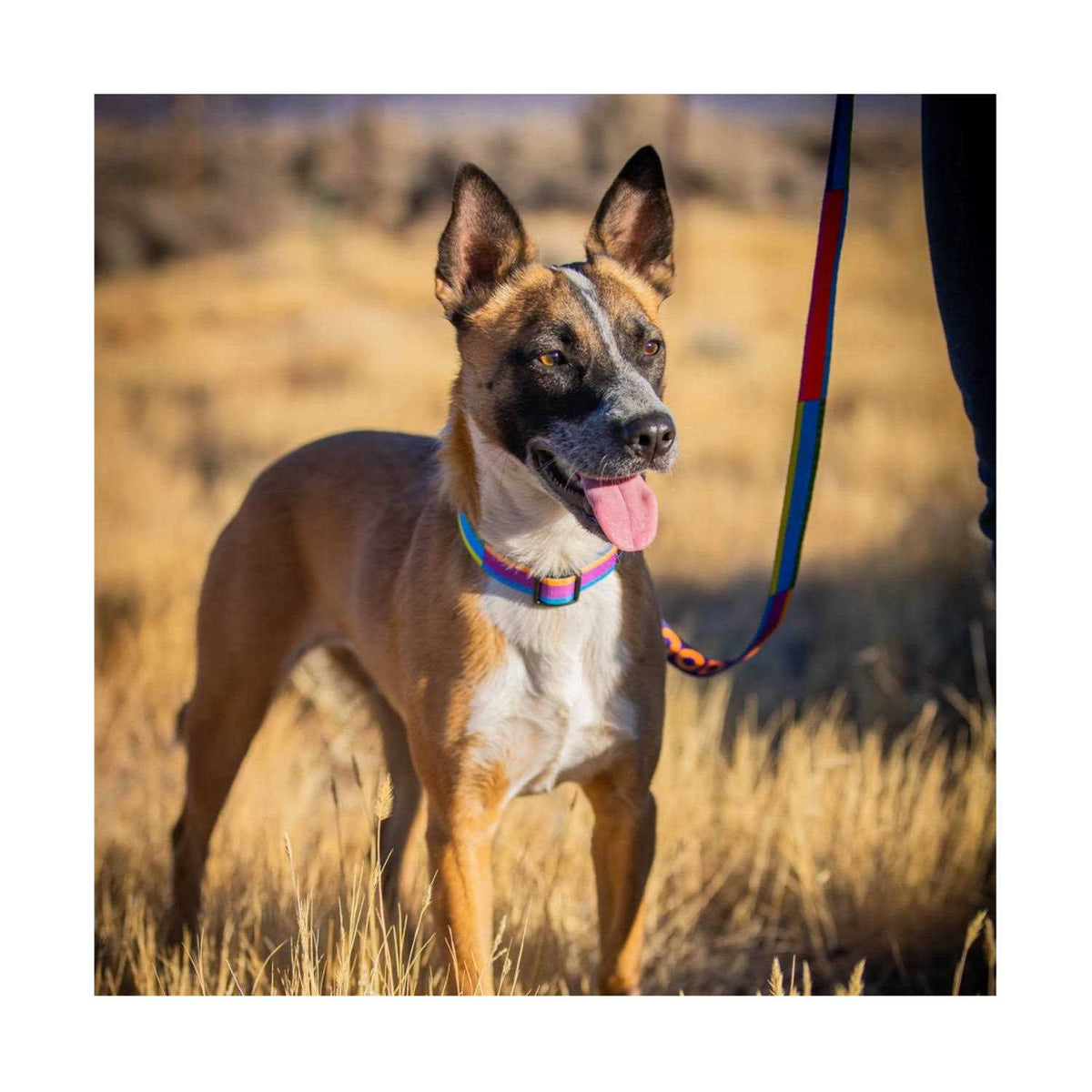 GoodDog Collar T228349