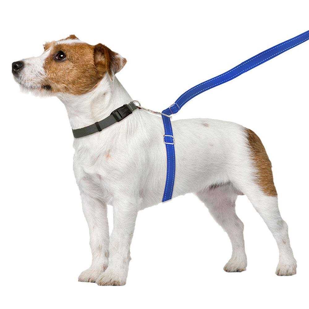 Dog Leash D921
