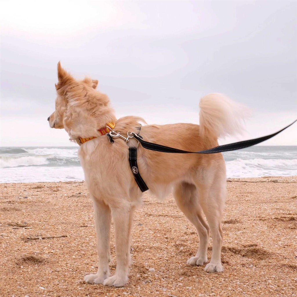 Dog Leash D921