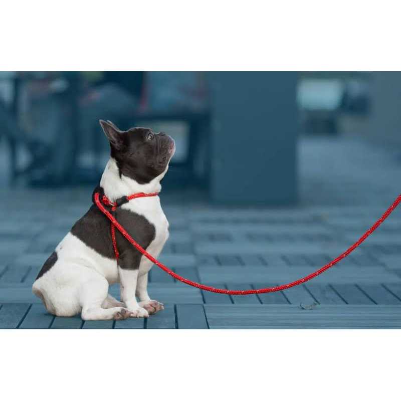 Dog Harness T674626